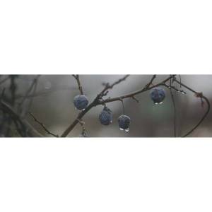 Декор Kerama Marazzi Тракай OS\A120\9016 8 Глянцевый 8.5x28.5