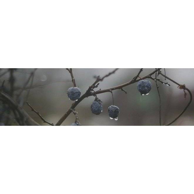 Декор Kerama Marazzi Тракай OS\A120\9016 8 Глянцевый 8.5x28.5