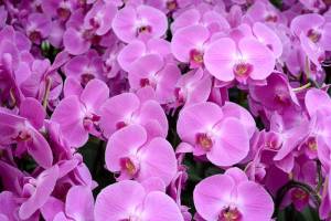 3D Фотообои Artegrafico «Ковер из орхидей» ORH-019 канвас