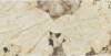 Керамогранит Atlas Concorde Marvel Gala AFXQ Desert Soul Lappato 60x120 фото 4