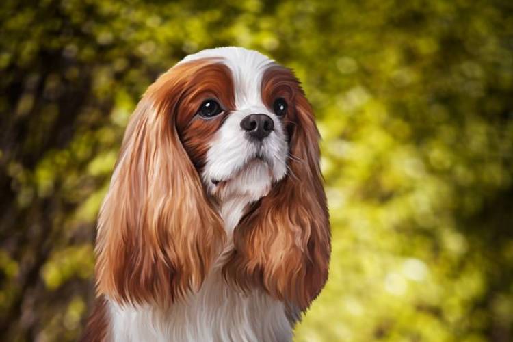 3D Фотообои Artegrafico «Длинноухая собачка» WILD-012 канвас