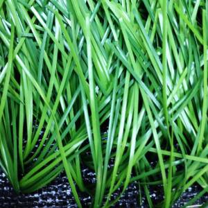 Искусственная трава FlexiGrass спортивная, высота ворса 50 мм