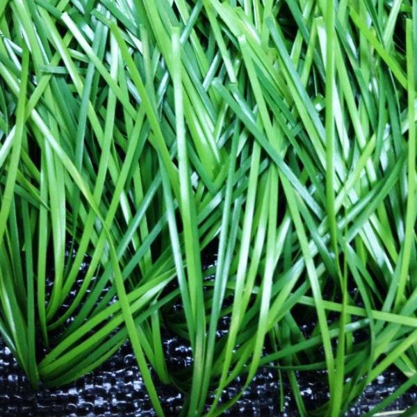 Искусственная трава FlexiGrass спортивная, высота ворса 50 мм