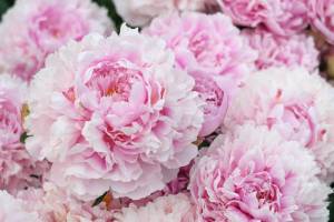 3D Фотообои Artegrafico «Махровые пионы» PN009 акварель