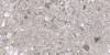 Керамогранит Meissen Skin A16668 серый ректификат 44.8x89.8 фото 6