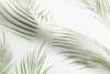 Обои флизелиновые HomeColor Tropical Shades HC71973-17 фото 6