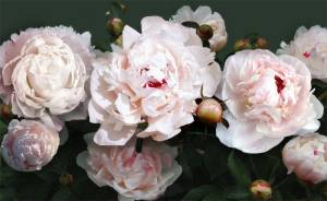 3D Фотообои Artegrafico «Пионы с отражением» RC-012 акварель