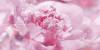 Панно Laparet Peony P4D281 80х40