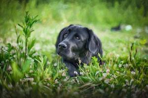 3D Фотообои Artegrafico «Собачка в траве» WILD-024 песок