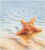 Панно Ceradim Starfish КПН16Starfish1 Dec 1 Panno (из 2-х шт) 50x45