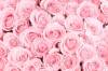 3D Фотообои Artegrafico «Ковер из нежно-розовых роз» ROS-009 канвас