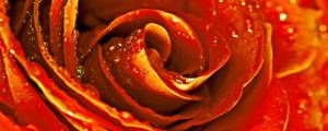 Декор Cerrol Royal Syntia Rosa Tulip 20x50