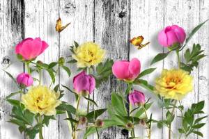 3D Фотообои Artegrafico «Пионы с бабочками» FW-005 песок