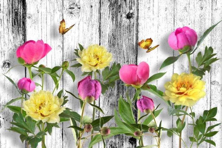 3D Фотообои Artegrafico «Пионы с бабочками» FW-005 песок