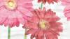 Панно Ceradim Gerbera КПН16GerberaA Dec Panno A 25x45