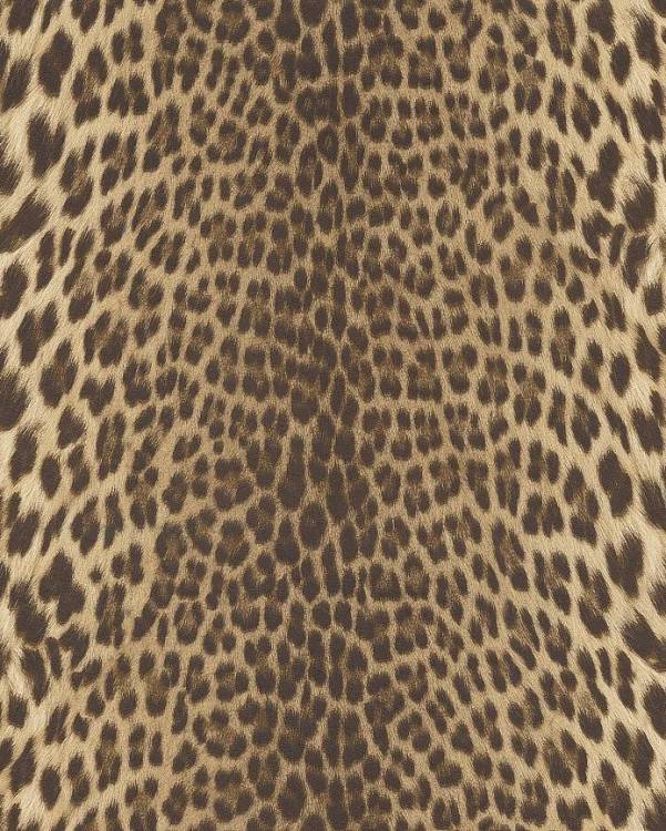 Обои Roberto Cavalli №9 21041