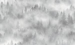 Обои флизелиновые HomeColor My Forest HC71960-14