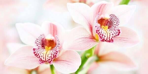 Панно Нефрит Керамика Меланж 45-04-11-440-0 (из 4-х шт) 100x50