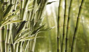 3D Фотообои Artegrafico «Бамбук» M443-1 акварель