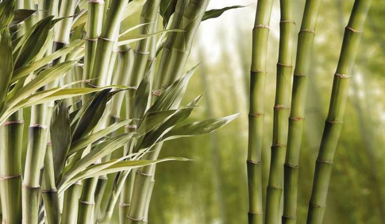 3D Фотообои Artegrafico «Бамбук» M443-1 акварель