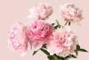 3D Фотообои Artegrafico «Нежные пионы» PN011 акварель