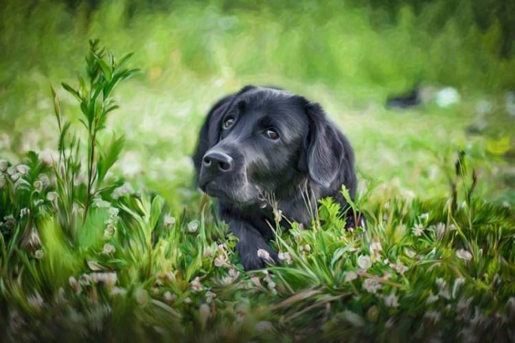 3D Фотообои Artegrafico «Собачка в траве» WILD-024 акварель