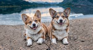 Ковер Кайраккумские ковры 144-41 Прямоугольник 2x3 м