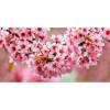 Декор Cersanit Okka Sakura UG2L072D 29.7x60