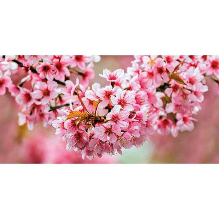 Декор Cersanit Okka Sakura UG2L072D 29.7x60