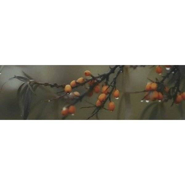 Декор Kerama Marazzi Тракай OS\A118\9016 6 Глянцевый 8.5x28.5