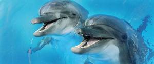 Декор Cerrol Porto Dolphins 2 Centro 25x60