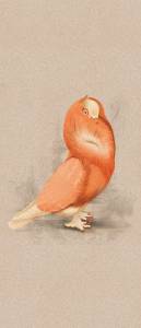 Декор ABK Moooi Nesting Room PF60021314 Special Edition Cloistered Dove Nat 120x280