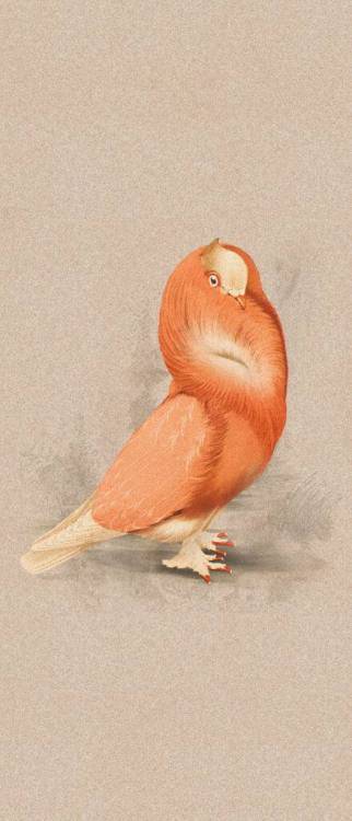 Декор ABK Moooi Nesting Room PF60021314 Special Edition Cloistered Dove Nat 120x280