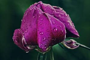 3D Фотообои Artegrafico «Пион после дождя» PN014 канвас