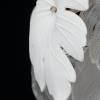 Подвесная люстра Citilux Dryad CL305160 фото 14