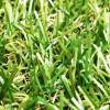 Искусственная трава SeasonGrass ландшафтная, высота ворса 25 мм