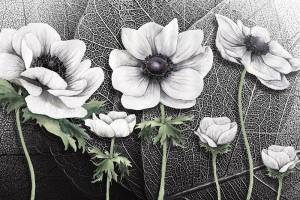 3D Фотообои Artegrafico «Композиция с белладонной» BT-045 канвас