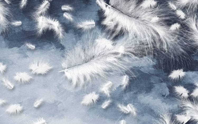 3D Фотообои Artegrafico «Перья на благородном синем» NV-028 канвас