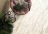 Керамогранит New Trend Shabby GP1560SHA05 Gris матовый 151x602 фото 24