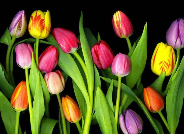 3D Фотообои Artegrafico «Тюльпаны на темном фоне» TUL-013 канвас