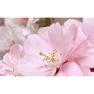 Декор Belleza Букет 09-01-41-662 25x40