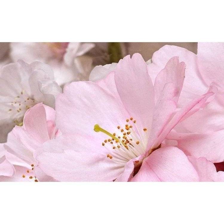 Декор Belleza Букет 09-01-41-662 25x40