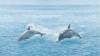 Декор Ceradim Ocean КВС16Ocean Dec 25x45