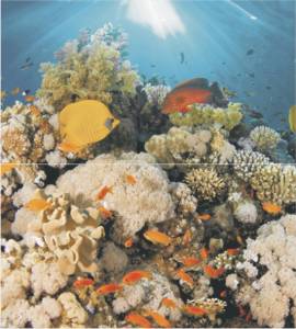 Панно Ceradim Corals Dec Panno (из 2-х шт) 50x45