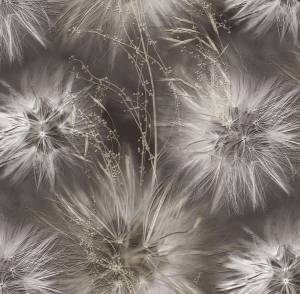 Обои Victoria Stenova Amazing 286819