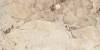 Керамогранит Onlygres Marble 69225 MOG304/PS_NC/60x120x9R/GW Light Beige Полированный 60x120 фото 3