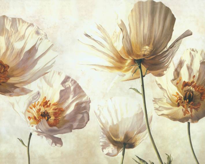 3D Фотообои Artegrafico «Белые маки» R847-1 канвас