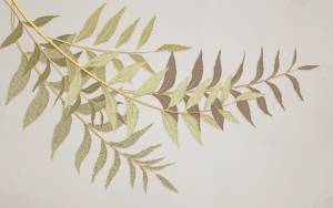 3D Фотообои Artegrafico «Ветви с золотом на бежевом фоне» SG-006 канвас