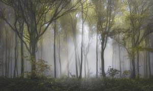 Фреска La Stanza Alba 800171 ардженто (размер на заказ)