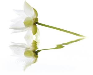 Панно Cerrol City White Lilies 40x50